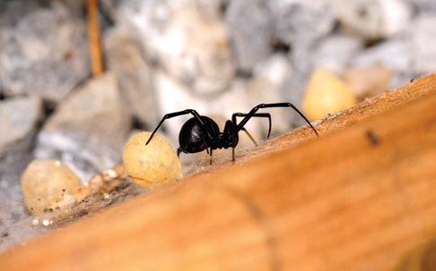a black widow spider outdoors