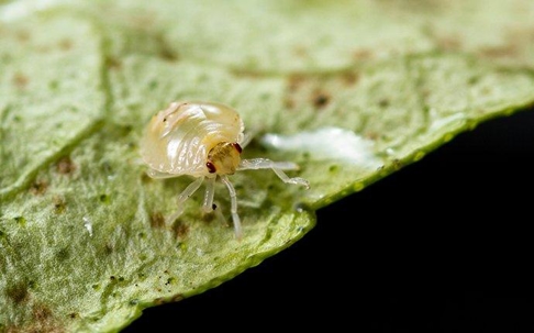 Spider Mite on a leaf.