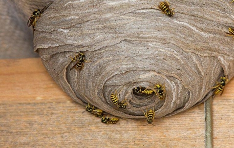 Wasps on their nest.