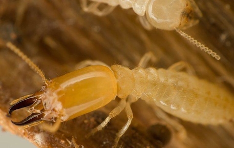 close up of subterranean termite