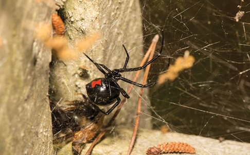Black Widow Spider in its web.