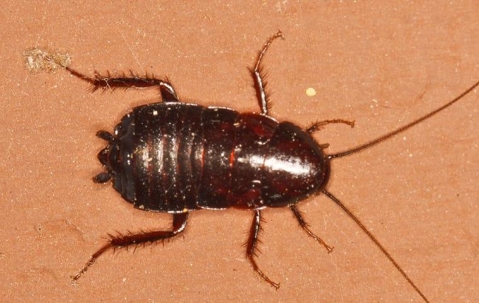 cockroach on the ground