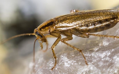 Gererman cockroach in a kitchen