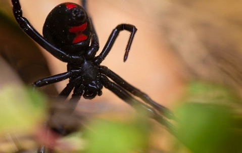 Black Widow Spider in its web in a garden.