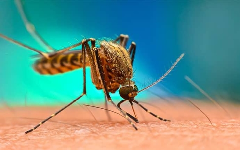 Mosquito biting someone's skin.