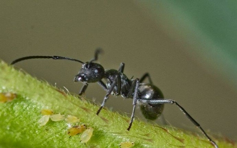 Odorous House Ant crawling on a green stem.