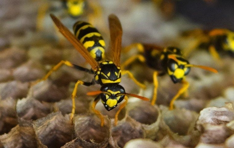Wasps on their nest.
