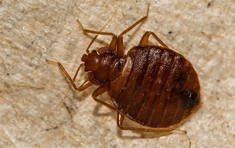 a bed bug crawling in a home