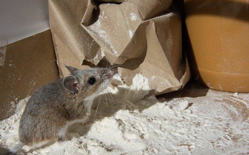 Mice on a mound of flour from a torn paper bag in a pantry.