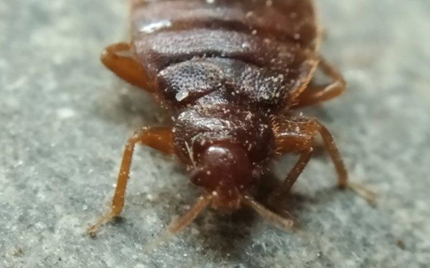 Bed bug crawling on the floor.