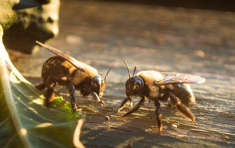 Carpenter Bees on a wooden fence.