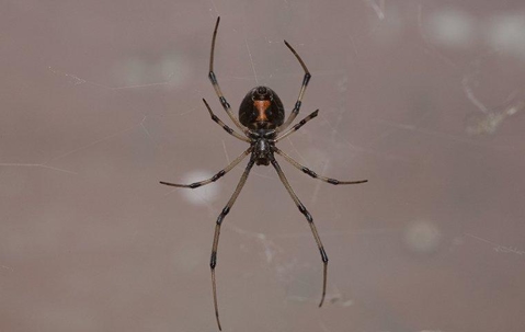 black widow spider in web