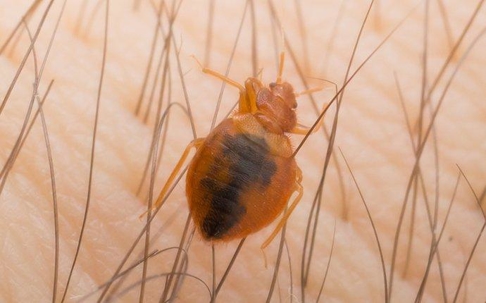 a bed bug in human hair