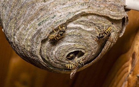 Wasps on their nest.