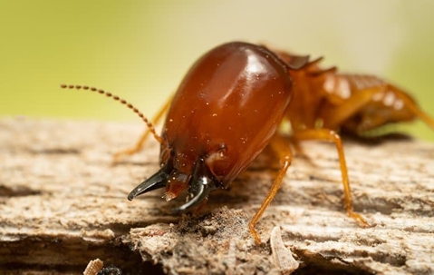 Large termite crawling on wood.
