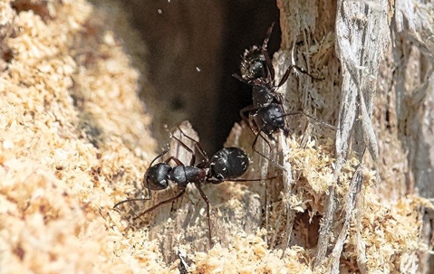 Carpenter Ant chewing wood.