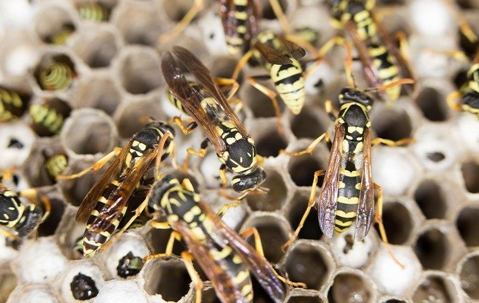 yellow jackets on their nest