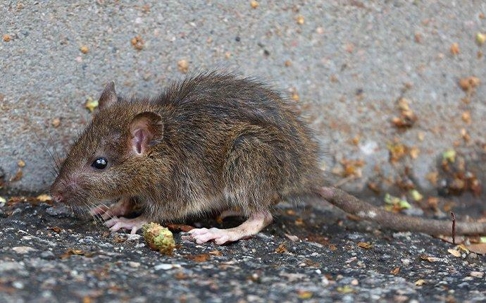 close up of Norway rat