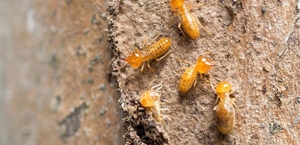 Termite Control