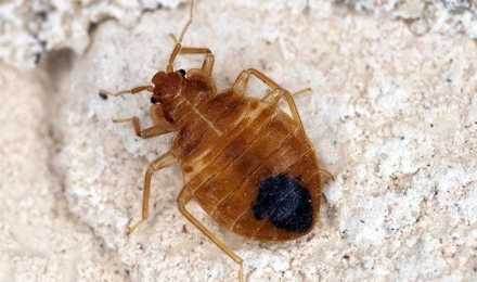 Bed Bugs