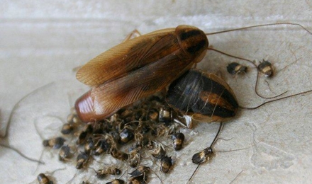 Cockroaches