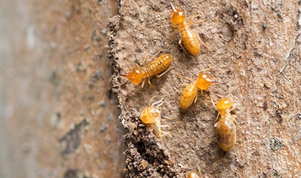 Termites
