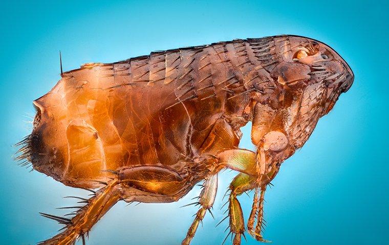 flea up close on a blue background