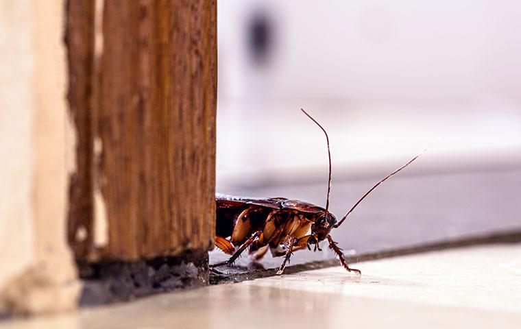 american cockroach near a door jam