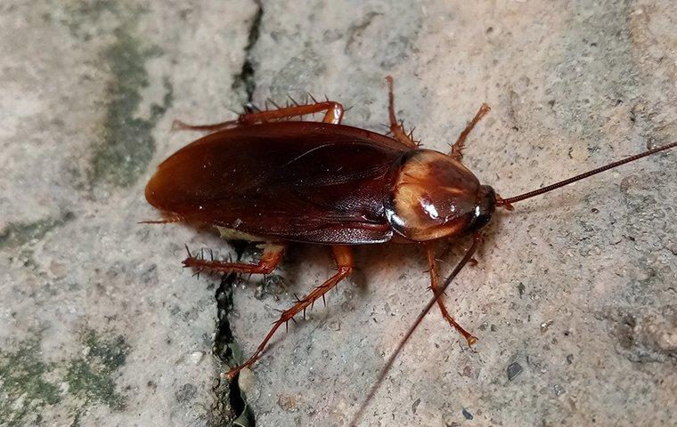 american cockroach on cement