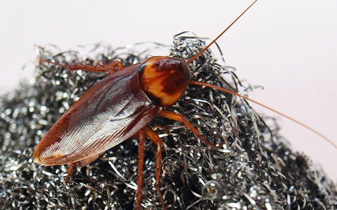 cockroach on steel wool