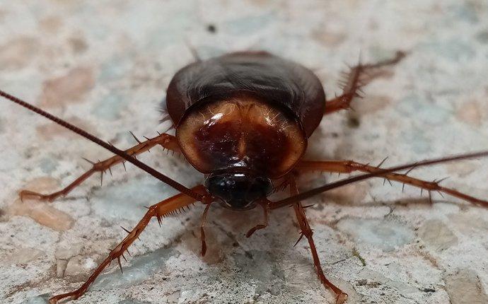 cockroach on counter