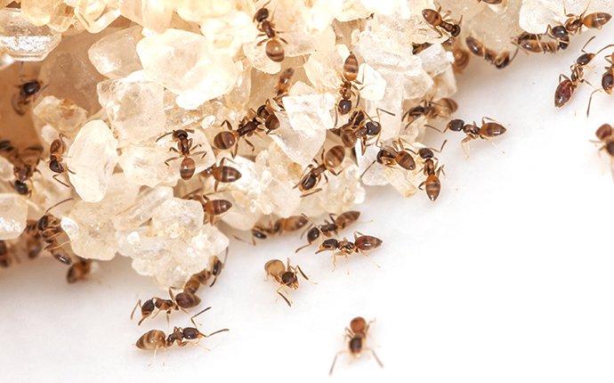ant infestation on sugar