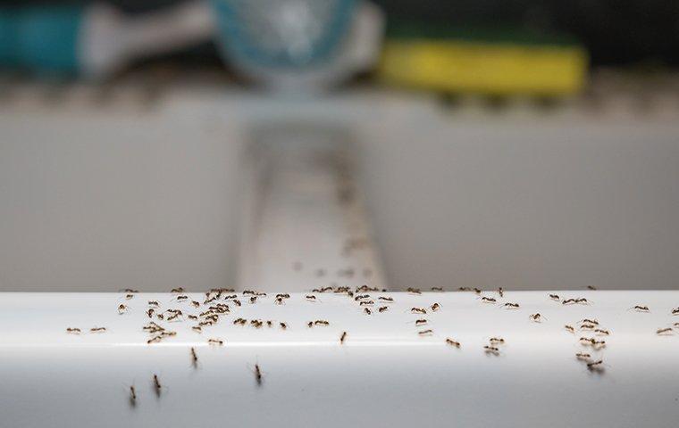 ants crawling in the kitchen