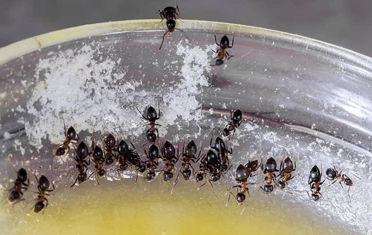 ants crawling in a bowl