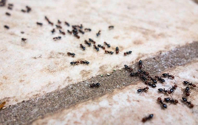 ants in a line on the tile floor