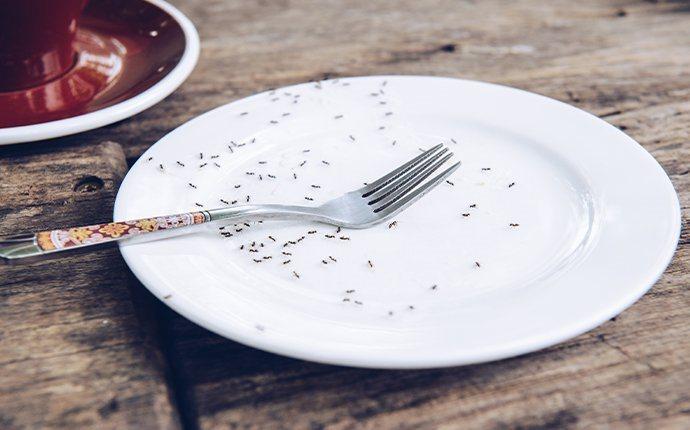 ants on a fork and plate