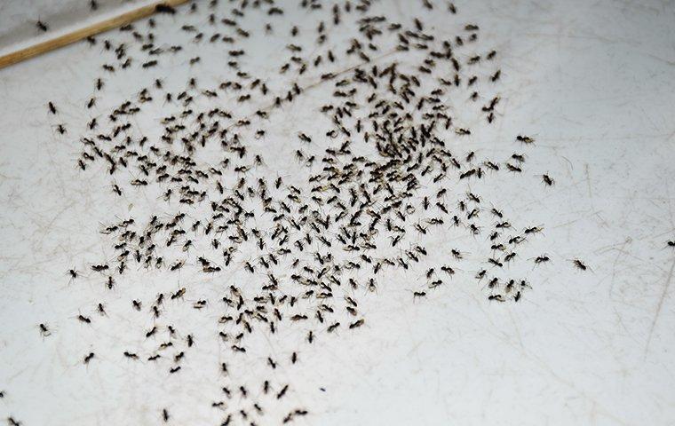 ants on the kitchen floor