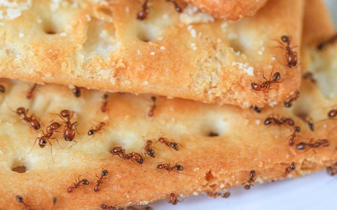 ants on crackers