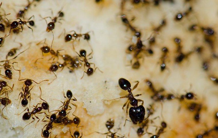 Argentine ants