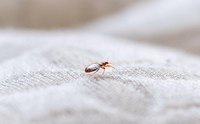 bed bug crawling on a mattress 