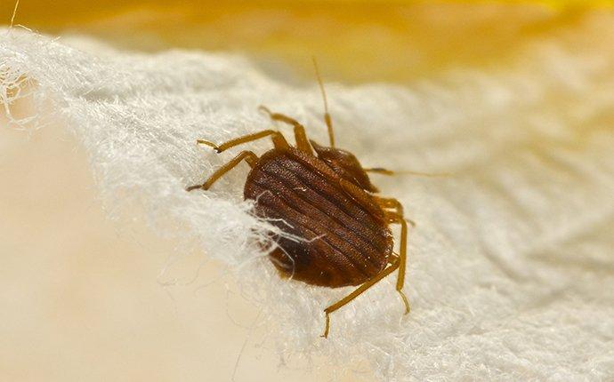bed bug crawling on fabric