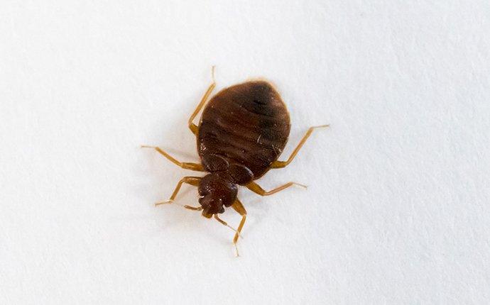 bed bug crawling on sheets