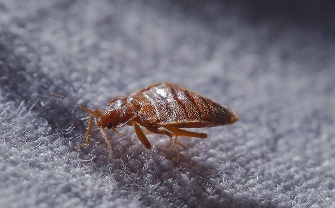 bed bugs crawling on sheets