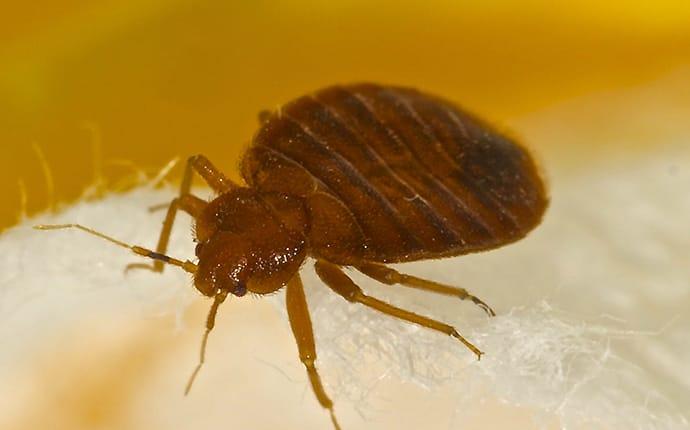 bed bug in a home