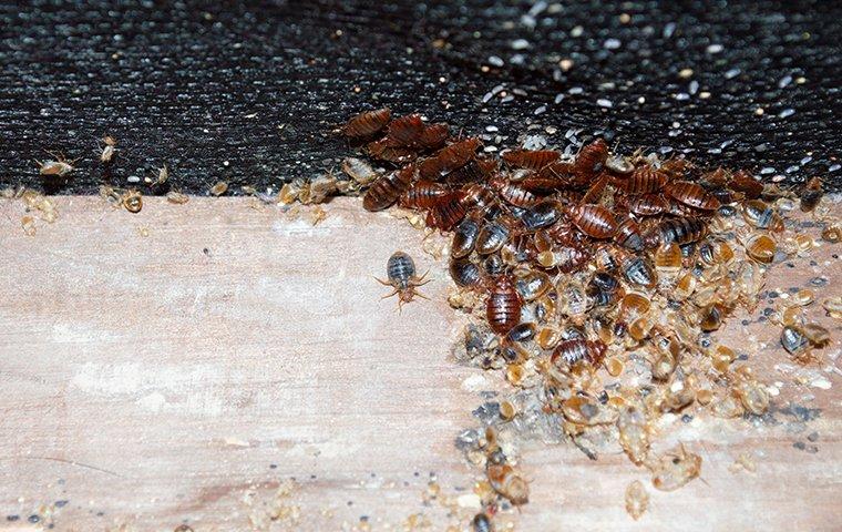 Bed bug infestation