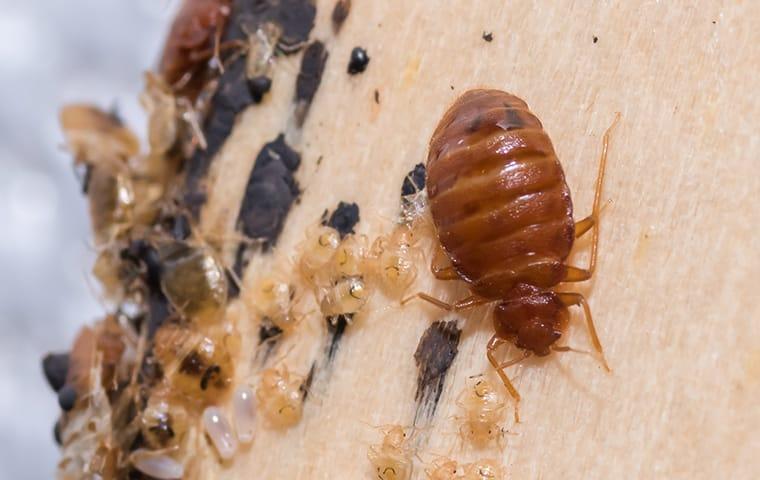 bed bug on wood