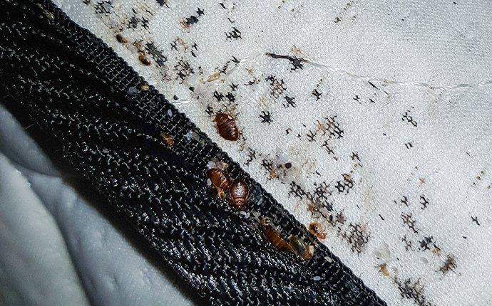 bed bug riddled mattress 