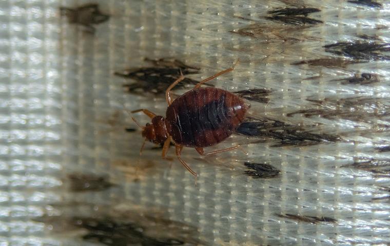 bed bug on a dirty mattress 