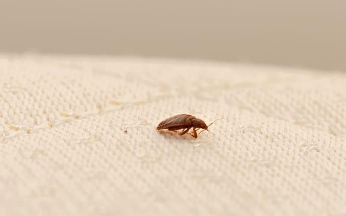 bed bug on a blanket