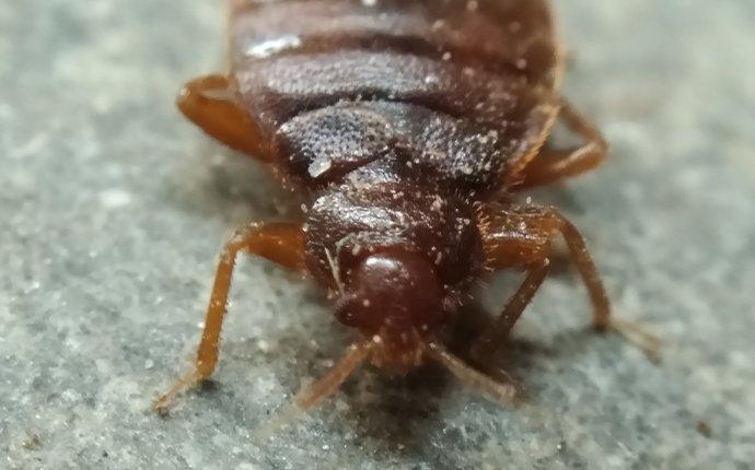 bed bug on furniture